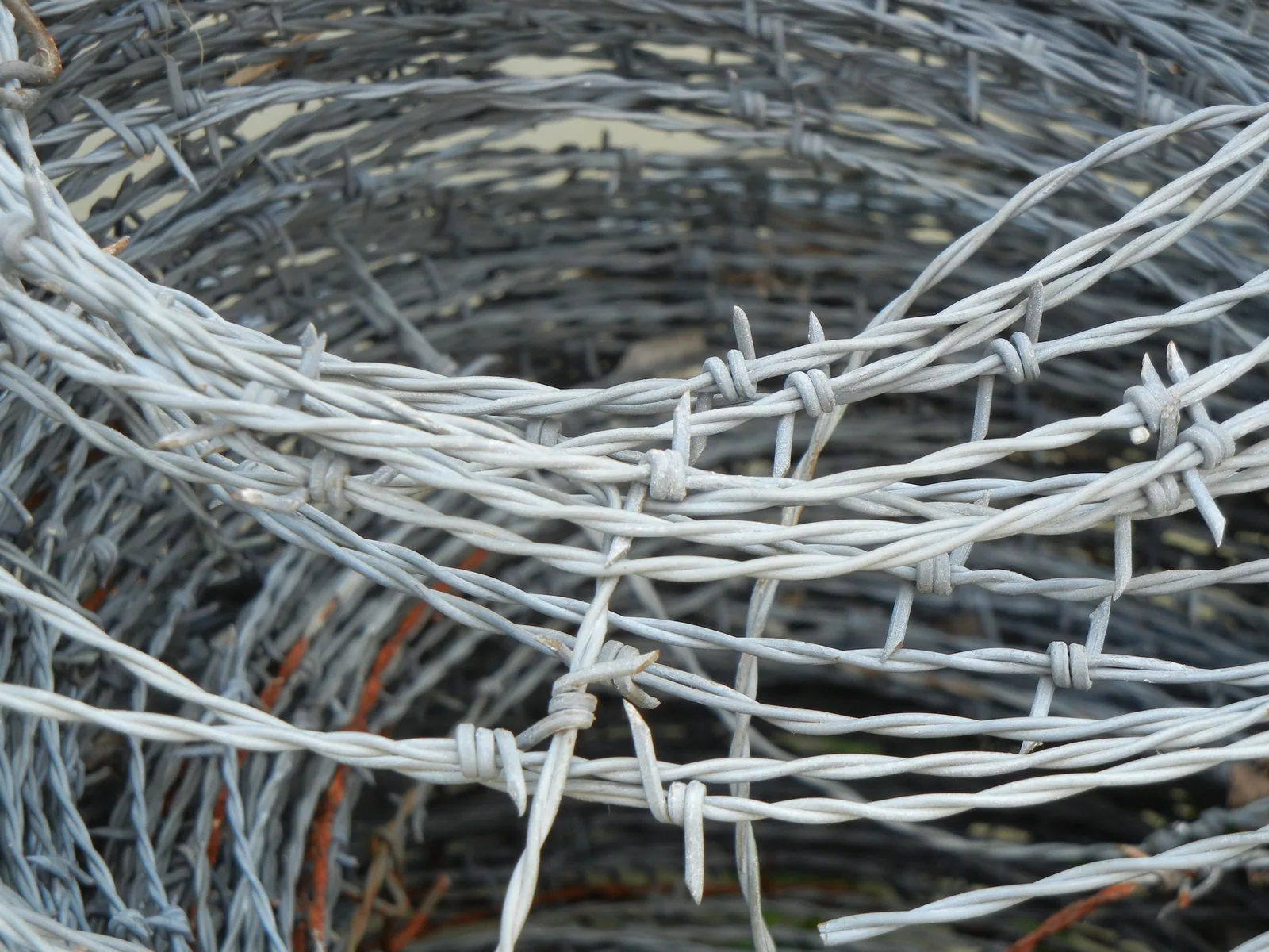 real galvanized double strand barbed wire coil with regularly spaced four point barbs